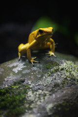 Yellow terrible poison dart frog in detail.

