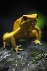 Yellow terrible poison dart frog in detail.

