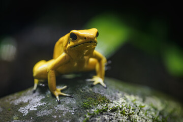 Yellow terrible poison dart frog in detail.
