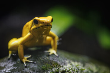 Yellow terrible poison dart frog in detail.
