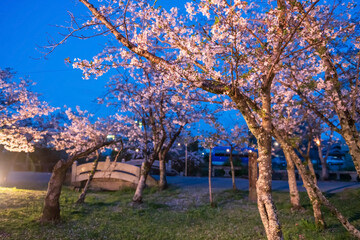 Pink sakura bloomimg light up in Mihashira Shrine park, Yanagawa