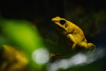 Yellow terrible poison dart frog in detail.
