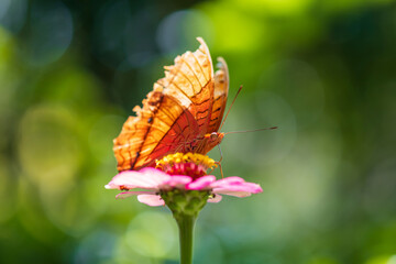 Common Cruiser butterfly Vindula erota feed pollen of pink flower