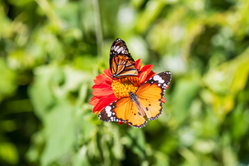 Top view of leopard lacewing butterfly feeding pollen together