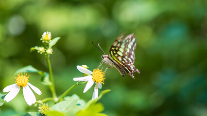 Tailed jay butterfly moving wings and feeding pollen of white flowers