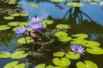 purple Water lily lotus in pond with skyline reflection  on water