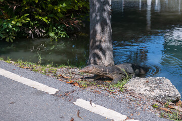 Monitor lizard or varanus salvator  out of water at Rot Fai park, Bangkok
