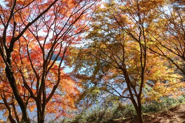 Fototapeta premium 伊豆 一碧湖の秋。大池紅葉広場。
