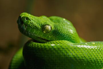 Coiled green python in detail on the head and eye.

