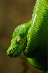 Coiled green python in detail on the head and eye.
