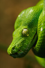 Coiled green python in detail on the head and eye.
