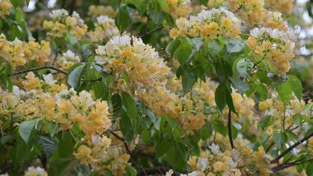 Beautiful Sacred Garlic Pear (crateva religiosa) flowers.