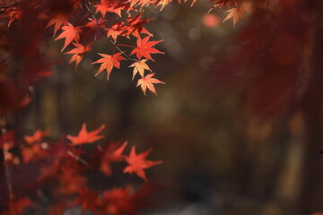 日本の秋、紅葉