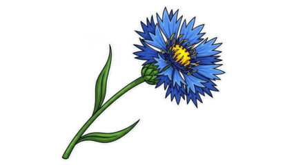 Vibrant Blue Cornflower Illustration with Green Stem and Leaves.
