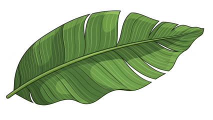 Vibrant green banana leaf with detailed veins and natural texture.