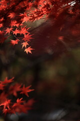 日本の秋、紅葉