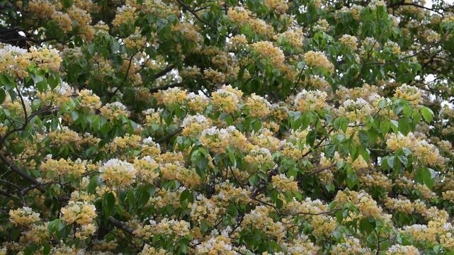 Beautiful Sacred Garlic Pear (crateva religiosa) flowers.