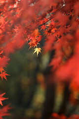 日本の秋、紅葉