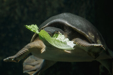 New Guinea flatback turtle under the water with detail on the head eating lettuce.