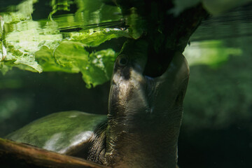New Guinea flatback turtle under the water with detail on the head eating lettuce.