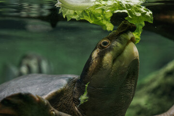 New Guinea flatback turtle under the water with detail on the head eating lettuce.