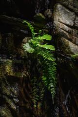 Beautiful green fern leaves growing on a rock beside a waterfall.

