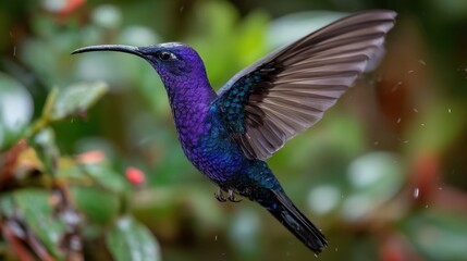 Naklejka premium A blue and purple hummingbird is flying through the air. The bird is surrounded by green leaves and flowers