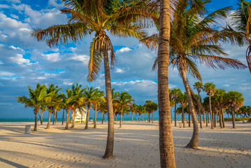 Palm trees in Crandon Park at sunset