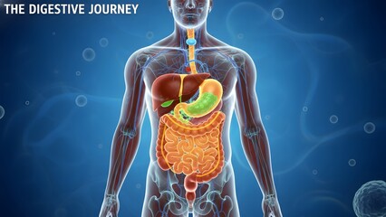 Detailed Human Digestive System Illustration for Educational Purposes.