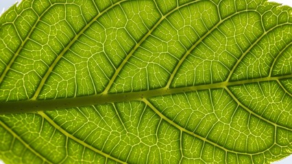 green leaf texture