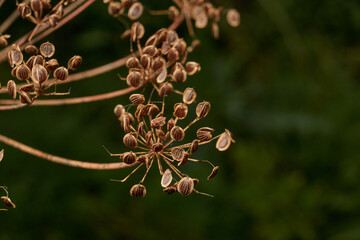 Close-up of mature dried dill seeds on umbellate inflorescences in the garden. Natural texture, brown seeds and a blurred green background.