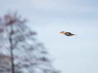 Eurasian Jay Garrulus glandarius in Flight