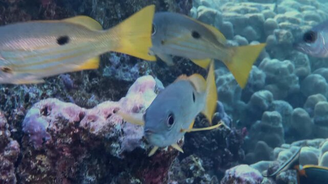 lujanus snappers close shot