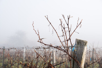 vine ripes at a vineyard with fog and rain in Burgenland