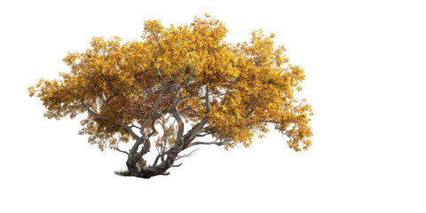 Obraz premium Autumnal tree silhouette, vibrant gold foliage