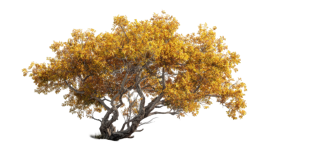 Autumnal tree silhouette, vibrant gold foliage