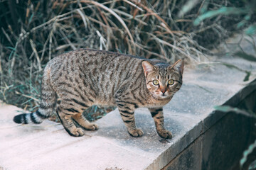 Obraz premium cat on the fence
