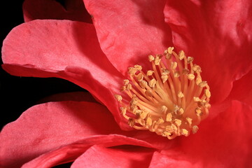 初冬に咲きだしたサザンカ