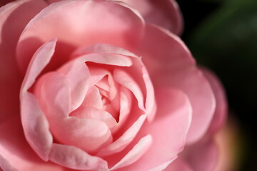 初冬に咲きだしたサザンカ