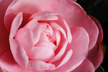 初冬に咲きだしたサザンカ