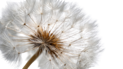 Close-up of a dandelion seed head (10)