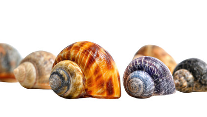 Row of colorful seashells