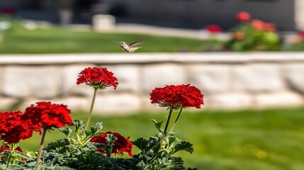 hummingbird. A hummingbird hovers near a red flower, its wings moving fast against a green background. wildlife magazines, conservation campaigns, designed for nature documentaries and education.