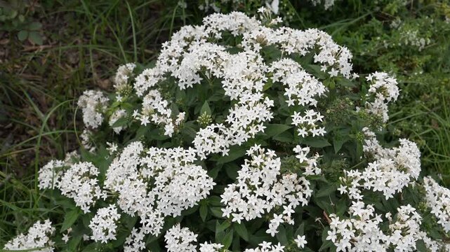 Beautiful Star Cluster (pentas lanceolata) flowers.