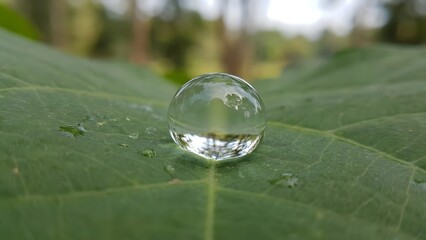 Close-up of Water Droplet on Green Leaf.