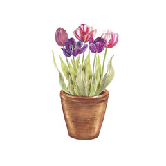 Watercolor illustration of blooming tulips in a clay pot. Delicate spring flowers in pink and purple tones, hand painted botanical art, perfect for home decor, greeting cards, packaging, and floral de