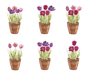 Watercolor illustration of blooming tulips in a clay pot. Delicate spring flowers in pink and purple tones, hand painted botanical art, perfect for home decor, greeting cards, packaging, and floral de
