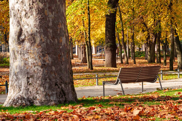 A city park on a bright autumn morning, sunlight and shadows, yellow and golden autumn leaves on the trees, beautiful nature. © soleg