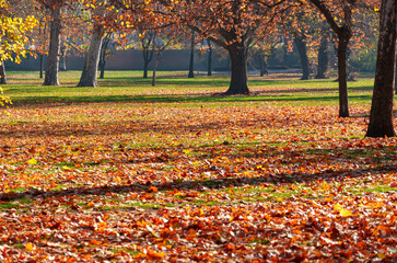 A city park on a bright autumn morning, sunlight and shadows, yellow and golden autumn leaves on the trees, beautiful nature. © soleg
