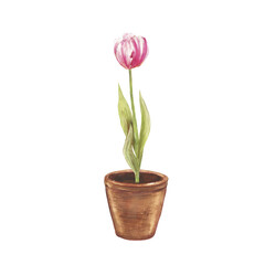 Watercolor illustration of blooming tulips in a clay pot. Delicate spring flowers in pink and purple tones, hand painted botanical art, perfect for home decor, greeting cards, packaging, and floral de